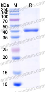 EHD43001, SDS-PAGE
