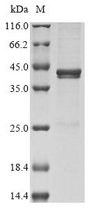 SDS-PAGE