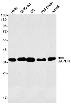 Валидация WB - AssayVector ARM1842 (844)