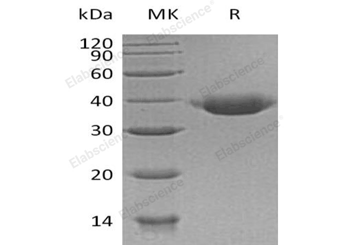 Валидация Elabscience PKSH032662(3096)