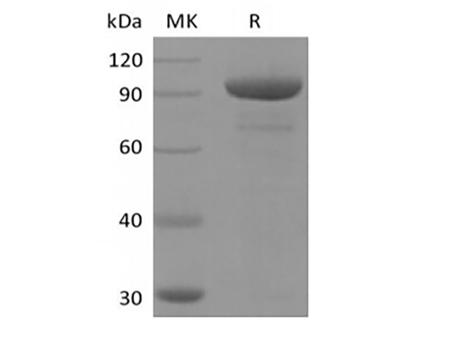 Валидация Elabscience PKSH033885(4117)