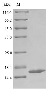 SDS-PAGE