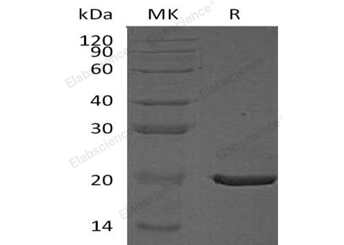 Валидация Elabscience PKSH033248(3588)