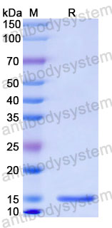 Валидация SDS-PAGE - AntibodySystem RHC43303