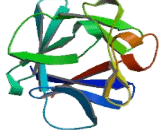 Fibroblast Growth Factor 2, Basic (FGF2) Fibroblast Growth Factor 2, Basic (FGF2)