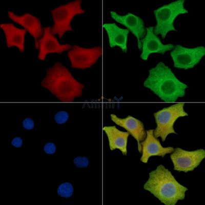 Валидация Affinity DF15725 - 12197