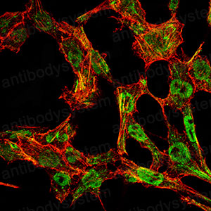 Валидация IF - AntibodySystem RHD12203 (533)