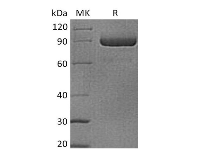 Валидация Elabscience PKSH033595(3888)