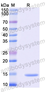 YMK99801, SDS-PAGE