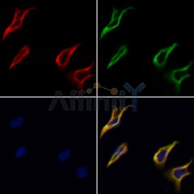 Валидация Affinity DF7426 - 19170