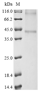 SDS-PAGE