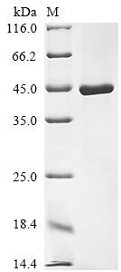 SDS-PAGE