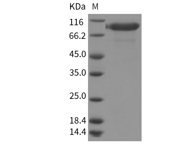 Валидация Elabscience PKSR030143(5510)