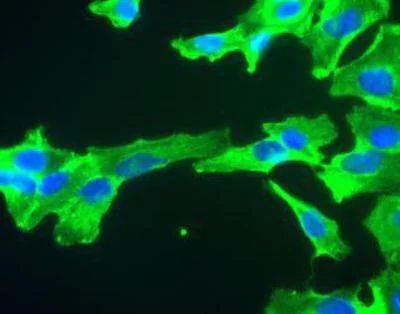 Валидация AssayVector ARM1842(2425)