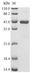 SDS-PAGE