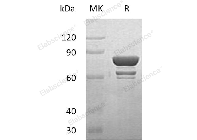 Валидация Elabscience PKSH030783(1638)