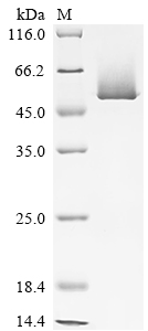 SDS-PAGE