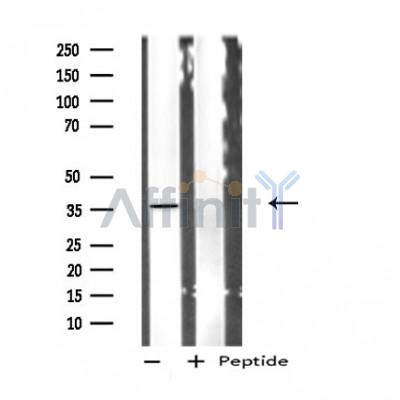 Валидация Affinity DF4797 - 16532