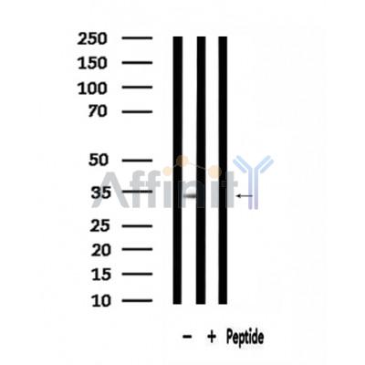 Валидация Affinity DF3660 - 14657