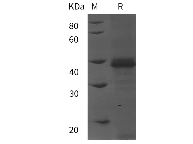 Валидация Elabscience PDEH101010(415)