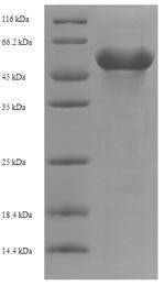 SDS-PAGE
