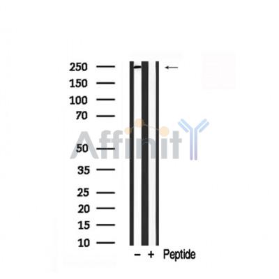 Валидация Affinity AF7850 - 4584