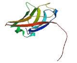 Protocadherin Beta 8 (PCDHb8) Protocadherin Beta 8 (PCDHb8)