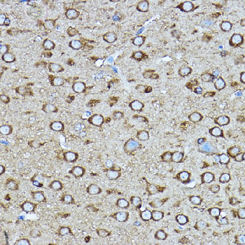 Валидация Elabscience E-AB-90888