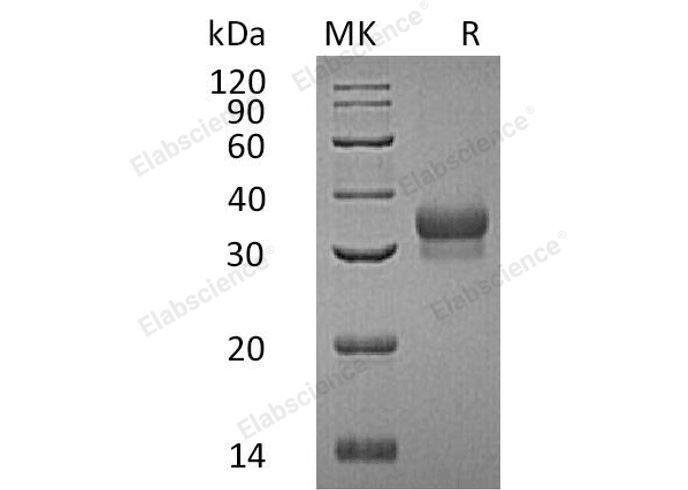 Валидация Elabscience PKSH032394(2876)