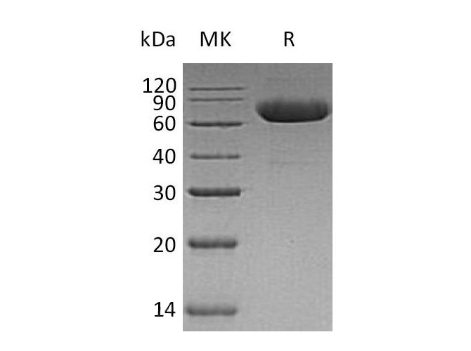 Валидация Elabscience PKSH032690(3121)