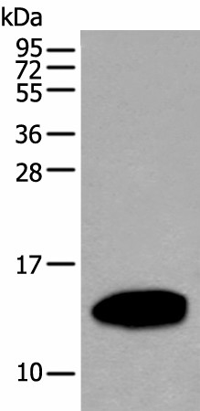 Валидация Elabscience E-AB-18281
