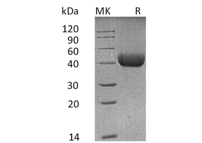 Валидация Elabscience PKSM041282(5178)