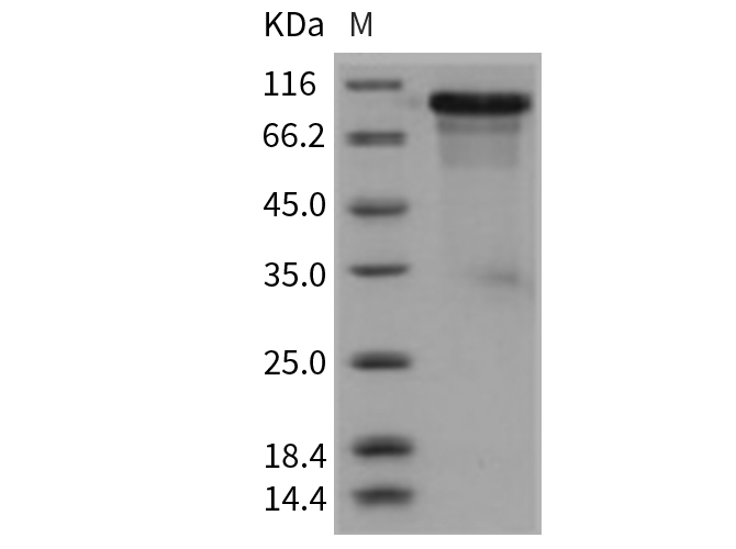 Валидация Elabscience PKSM040729(4705)