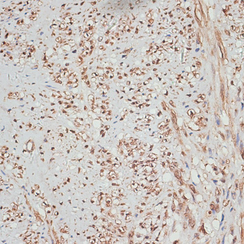 Валидация Elabscience E-AB-63504