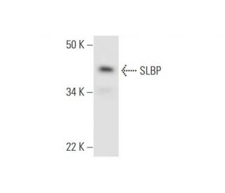 Валидация AssayVector ARM1776(2222)