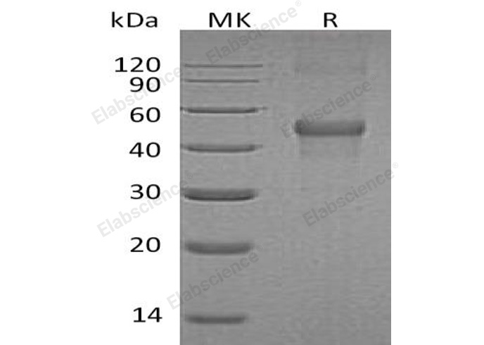 Валидация Elabscience PKSH032706(3136)