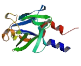 Fibroblast Growth Factor 9 (FGF9) Fibroblast Growth Factor 9 (FGF9)