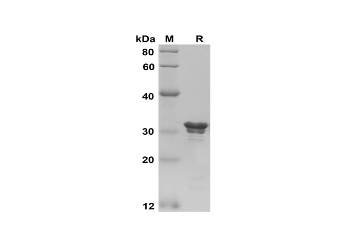 Валидация Elabscience PDEH100578(90)