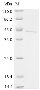 SDS-PAGE