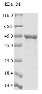 SDS-PAGE