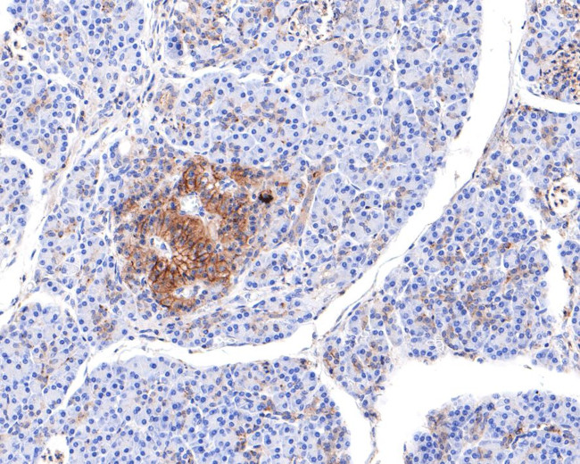 Валидация AssayVector ARM1293(768)