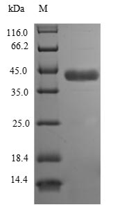 SDS-PAGE