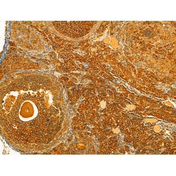 Валидация Affinity DF8271 - 20116