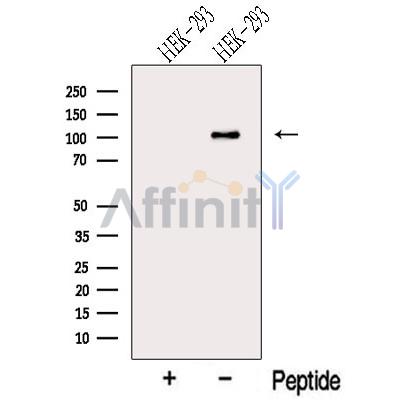 Валидация Affinity DF13159 - 8120