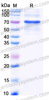 EHJ98001, SDS-PAGE