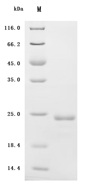 SDS-PAGE