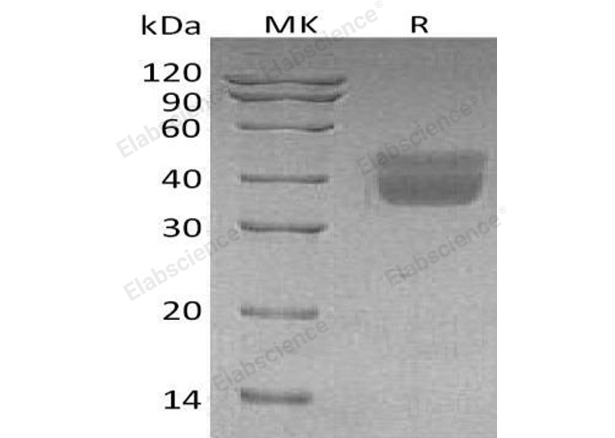Валидация Elabscience PKSH032664(3098)
