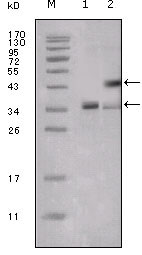 Валидация Affinity BF0200 - 5172
