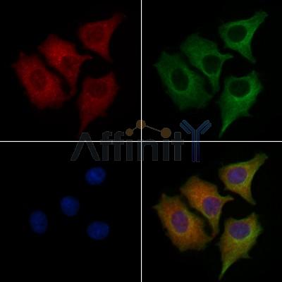 Валидация Affinity DF7686 - 19463