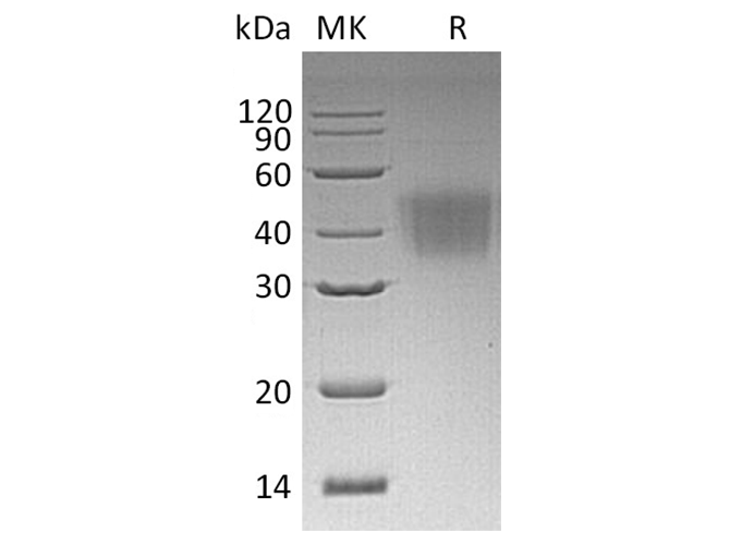 Валидация Elabscience PKSH032420(2899)